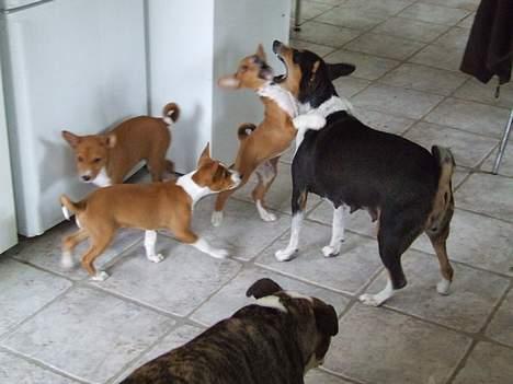Basenji Atlanta de la Mercedes - Atlanta med hvalpe billede 2