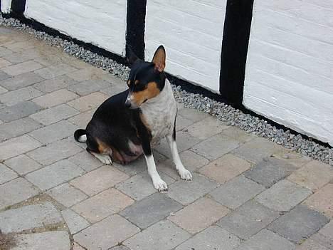 Basenji Atlanta de la Mercedes billede 4