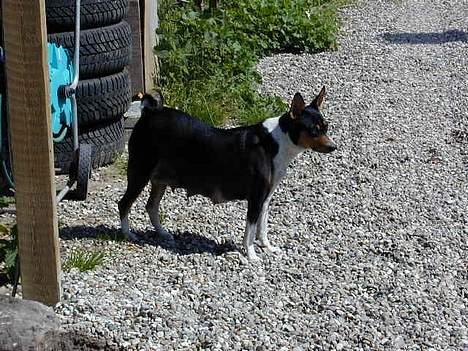 Basenji Atlanta de la Mercedes - Atlanta lige efter fødsel billede 5