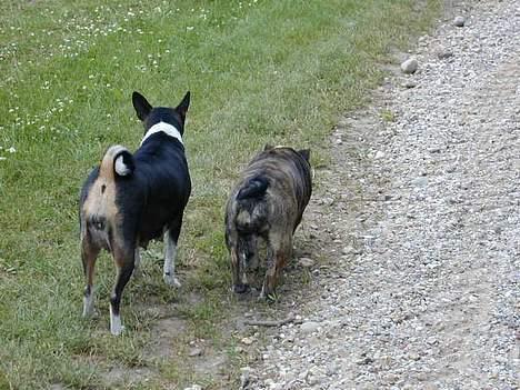 Basenji Atlanta de la Mercedes - Atlanta og Betty på tur billede 6