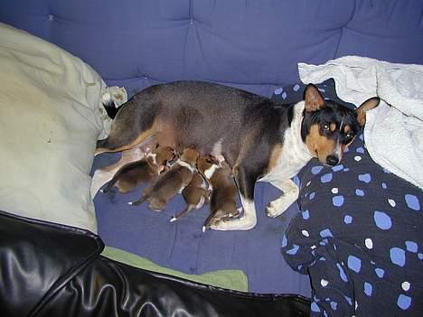 Basenji Atlanta de la Mercedes - Atlanta dagen efter fødslen billede 8