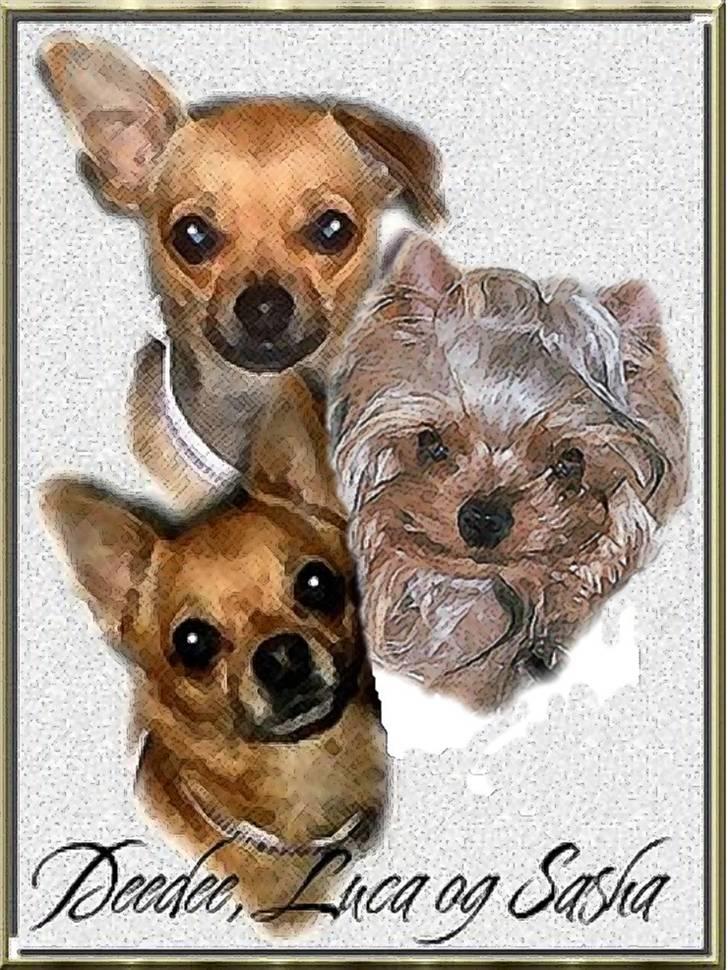 Yorkshire terrier * Luca, betjent* - Jo,jo, vi er her alle 3.. Sasha, Deedee og lille mig....Luca...Verdens dejligste hunde.....Redigeret af Marianne.... billede 11