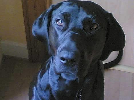 Blanding af racer Daffi ( fået ny familie) - Min lille hunden...:-) billede 1