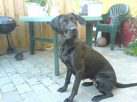 Blanding af racer Daffi ( fået ny familie) billede 2