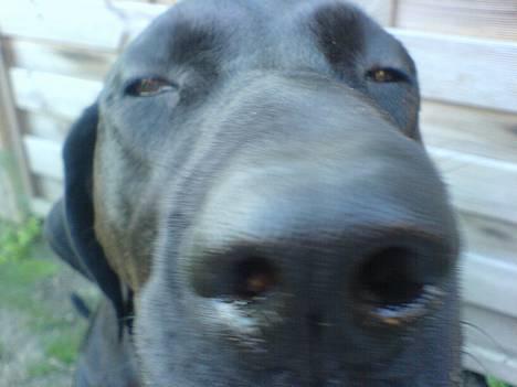 Blanding af racer Daffi ( fået ny familie) - Jeg har jo sagt du ikke må spise de planter daffi, du kan jo ikke tåle det....:-)  billede 3