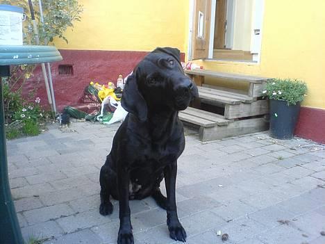 Blanding af racer Daffi ( fået ny familie) - Sådan ser en hund ud, når den ´virkelig prøver at forstå hvad man siger til den...:-) billede 4