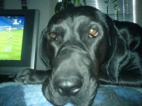 Blanding af racer Daffi ( fået ny familie) billede 5