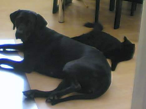 Blanding af racer Daffi ( fået ny familie) billede 6