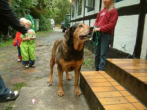 Blanding af racer Daffi ( fået ny familie) - Daffi´s mor Bianca (ca 70 kg.) billede 7