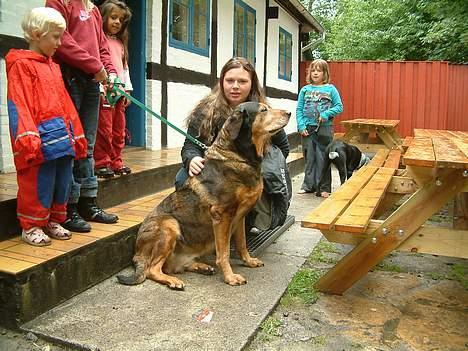 Blanding af racer Daffi ( fået ny familie) - Daffi´s mor Bianca (ca 70 kg.) billede 8