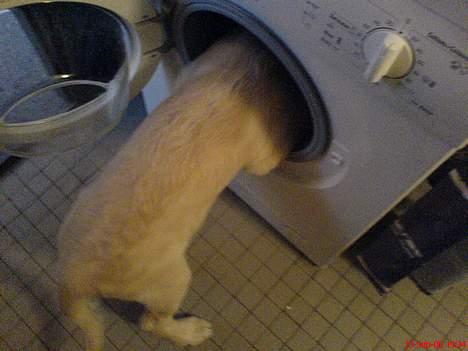 Golden retriever Balto - Jeg hader bruseren så den her er meget bedre :) billede 2