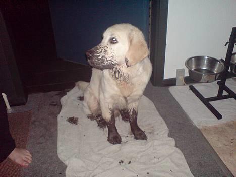 Golden retriever Balto - neeeei....hvordan kan du tro jeg har gravet, hva mor? billede 3