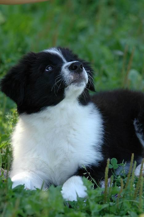 Border collie Matti - Matti 3 mdr. billede 16