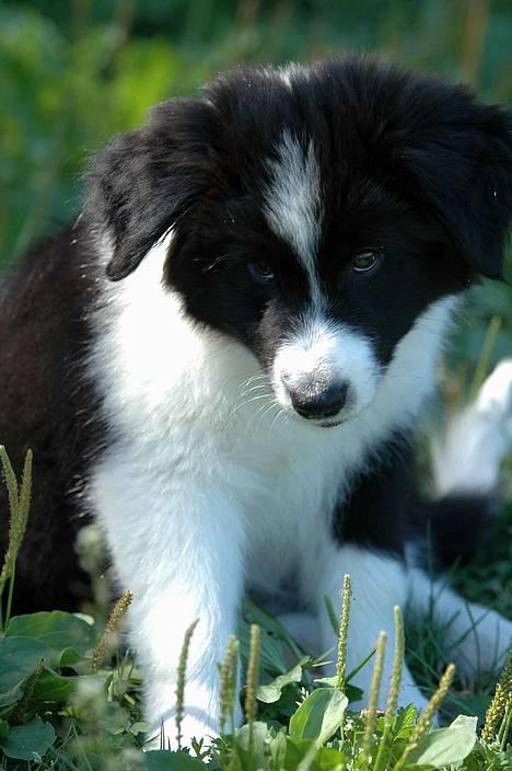 Border collie Matti - Jeg har ALDRIG gjort noget galt... billede 17