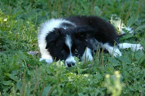 Border collie Matti - "Nu kan de ikke se mig!" billede 18