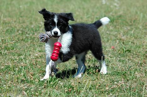 Border collie Matti - "Kom nu mor, tag den hvis du tør!" billede 19