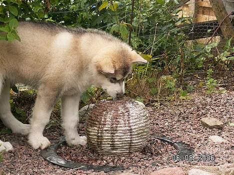 Alaskan malamute Lakhota billede 20