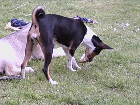 Basenji Bonnie  - Bonnie   "  muler "  Tara   billede 2