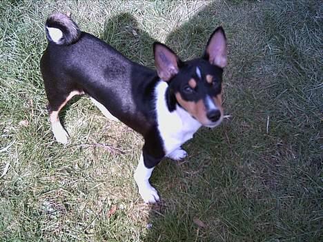 Basenji Bonnie  - Bonnie   ca  16 mdr   . billede 3