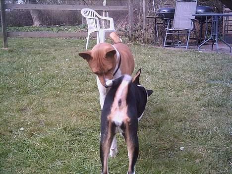 Basenji Bonnie  - Hilser  på  sin  far    Flaghathy´s Aslan Ziggy  billede 4