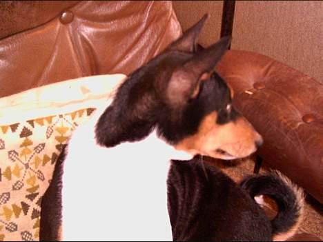 Basenji Bonnie  - Hvad sker der  ?? billede 5