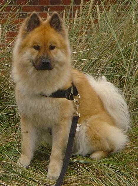 Eurasier Tacia - Tacia på sommerferie ved vesterhavet billede 1