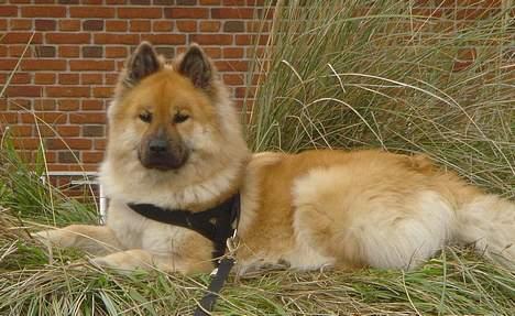 Eurasier Tacia - Feriebillede billede 2