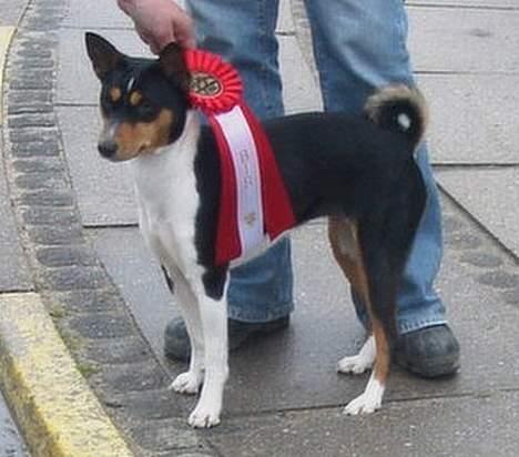 Basenji Bonnie  - Bonnie   til Spk i Ringe , 1erste  cert  og  Bir  1   billede 6