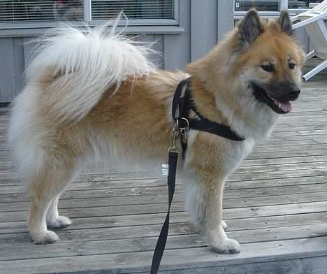 Eurasier Tacia billede 3