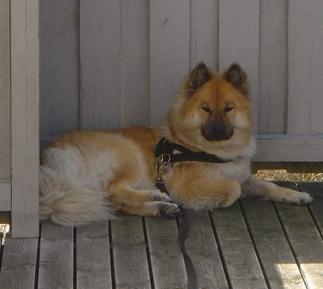 Eurasier Tacia billede 4