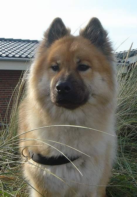 Eurasier Tacia billede 5