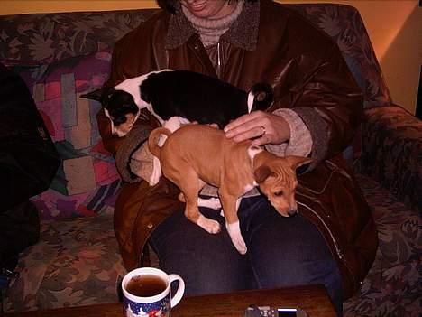 Basenji Megan  - kælepotten  Megan   billede 1