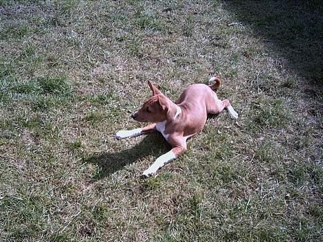 Basenji Megan  - Ballade  hund  ??   mig  ?????    NIKS   billede 2