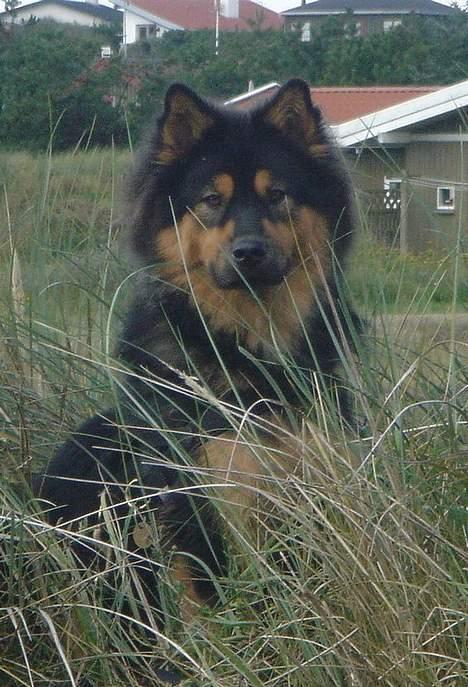 Eurasier Cherié - Cherié på ferie i vestjylland billede 1