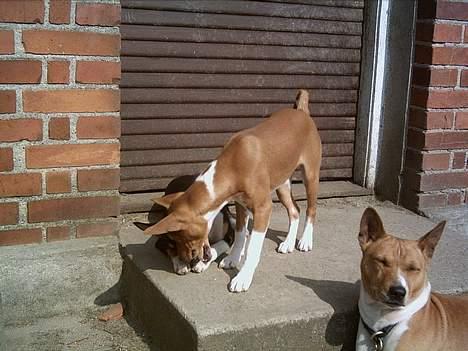 Basenji Megan  - Min  far og  jeg   billede 3