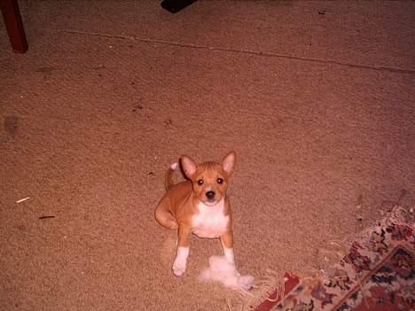 Basenji Megan  - Megan  som lille   ballade hvaps   billede 4