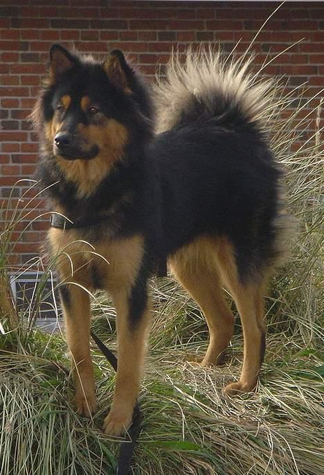 Eurasier Cherié billede 3