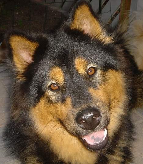 Eurasier Cherié billede 4