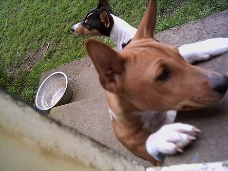 Basenji Megan  - Mig og min søster  Bonnie   billede 5