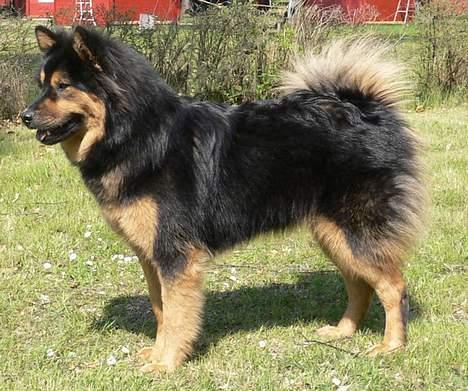 Eurasier Cherié - Her har jeg været til skue på Bornholm billede 5