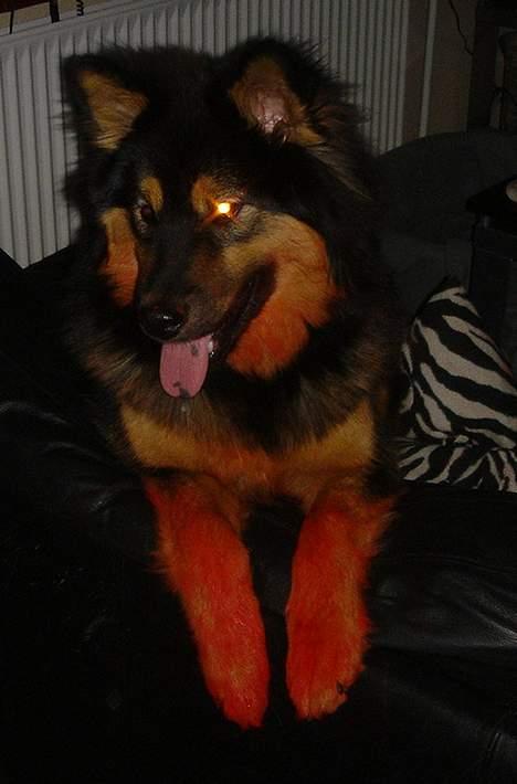 Eurasier Cherié - Jeg har malet med rød oliemaling - hvorfor er det kun "mor" der må?? billede 6