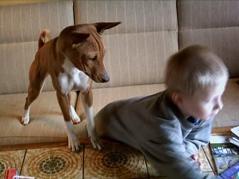 Basenji Megan  - Hvad  har  han  ???   Vil  han dele  ??   billede 7