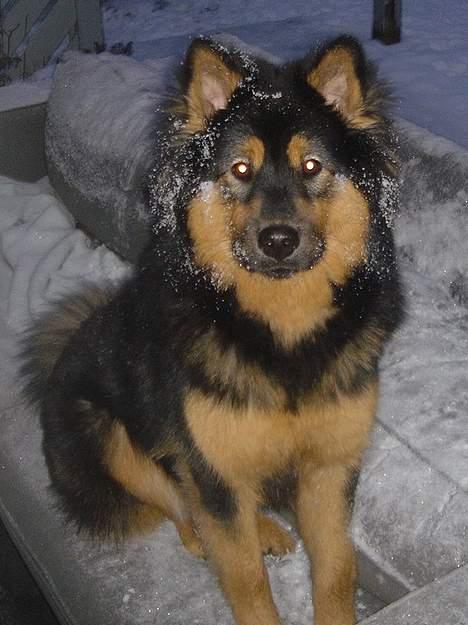 Eurasier Cherié - Min første sne. billede 7