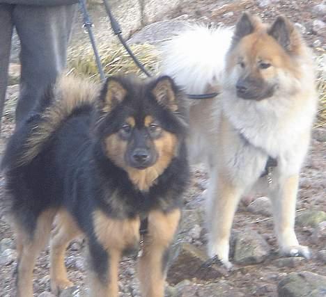 Eurasier Cherié - Søster Tacia og jeg på Bornholm i januar billede 8