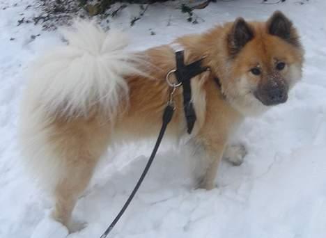 Eurasier Tacia - I sne på Bornholm billede 6