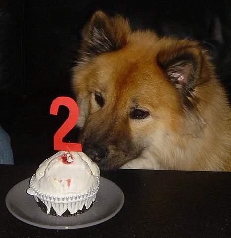 Eurasier Tacia - I januar blev jeg 2 år - glæder mig allerede til næste fødselsdag. billede 7