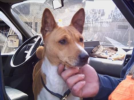 Basenji Aslan  - Min  dejlige  dreng  billede 1