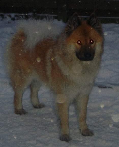 Eurasier Tacia - Dejligt snevejr billede 8