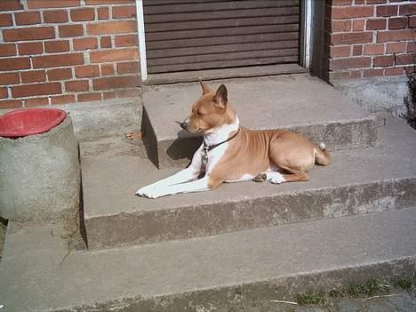 Basenji Aslan  - Patriaken  Aslan  billede 3