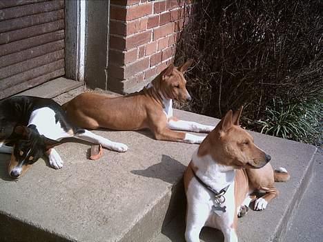 Basenji Aslan  - Aslan  og døtre   Bonnie  og  Megan   billede 4